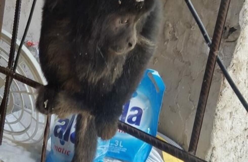 Apareció un mono suelto en La Plata y revolucionó a los vecinos