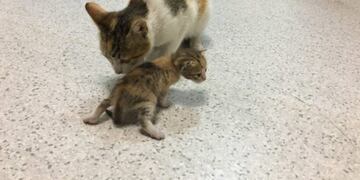 Una gata pide ayuda para su cría en un hospital (Foto: Web)