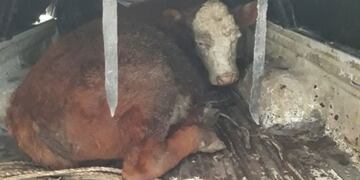 Ganaron un ternero en una rifa pero tuvieron que devolverlo\u002E Gentileza Imneuquén\u002E