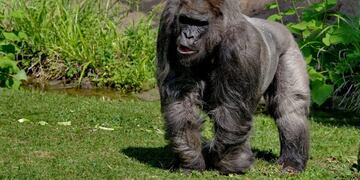 Gorilas en San Luis