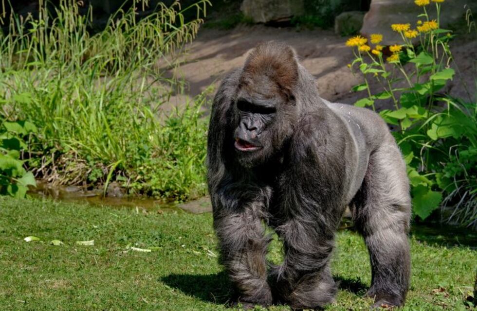 Insólito: aseguran haber visto a un gorila en Quines