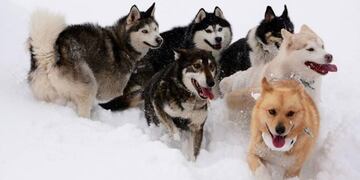 Siberianos de Fuego\u002E Foto: Nicole La Importada\u002E