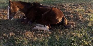 Un caballo agonizó cinco días en una plaza y murió