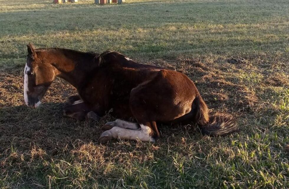 Un caballo agonizó cinco días en una plaza y murió