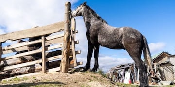 Campaña para chipear Caballos