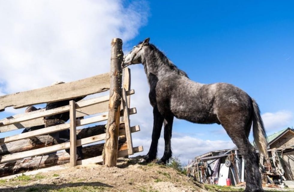 Ushuaia: comenzó la campaña de chipeo a caballos