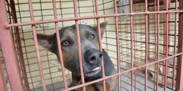 La mordió un perro y el dueño debe pagarle $50\u002E000 por daño moral