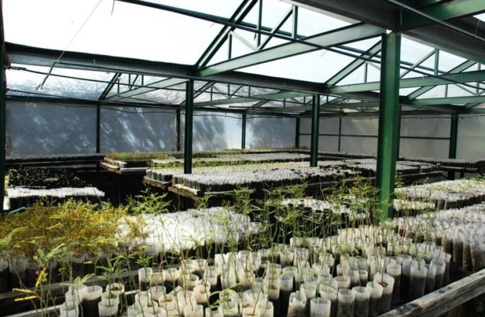 Petroleras donarán 10 mil árboles nativos para la reforestación tras los incendios