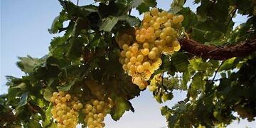 Comienza la Semana del Torrontés en Salta\u002E (Web)