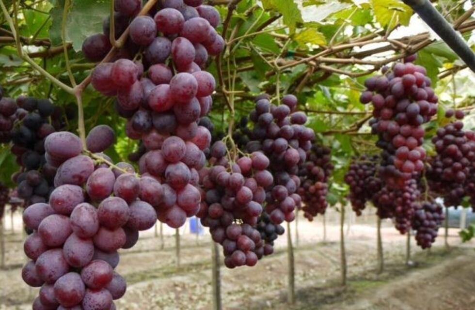 En una década decreció la superficie cultivada de uva para vinos