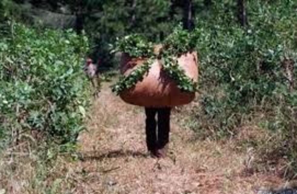 Uatre pide que se triplique el subsidio interzafra para los tareferos