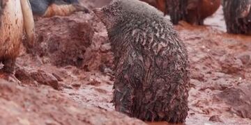 Pingüinos  embarrados, Antártida\u002E Foto: Natgeo\u002E