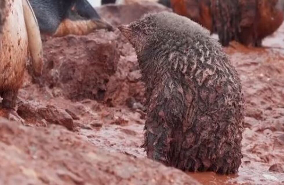 Impactantes imágenes de pingüinos antárticos afectados por el cambio climático
