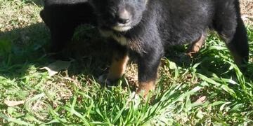 Perritos abandonados