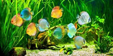 El botín estaba dentro de una de las peceras de Génesis\u002E (Facebook)