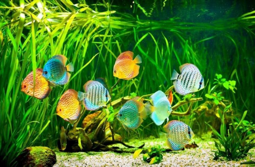 Con las manos en la bolsa de agua: robó siete peces de colores de una veterinaria