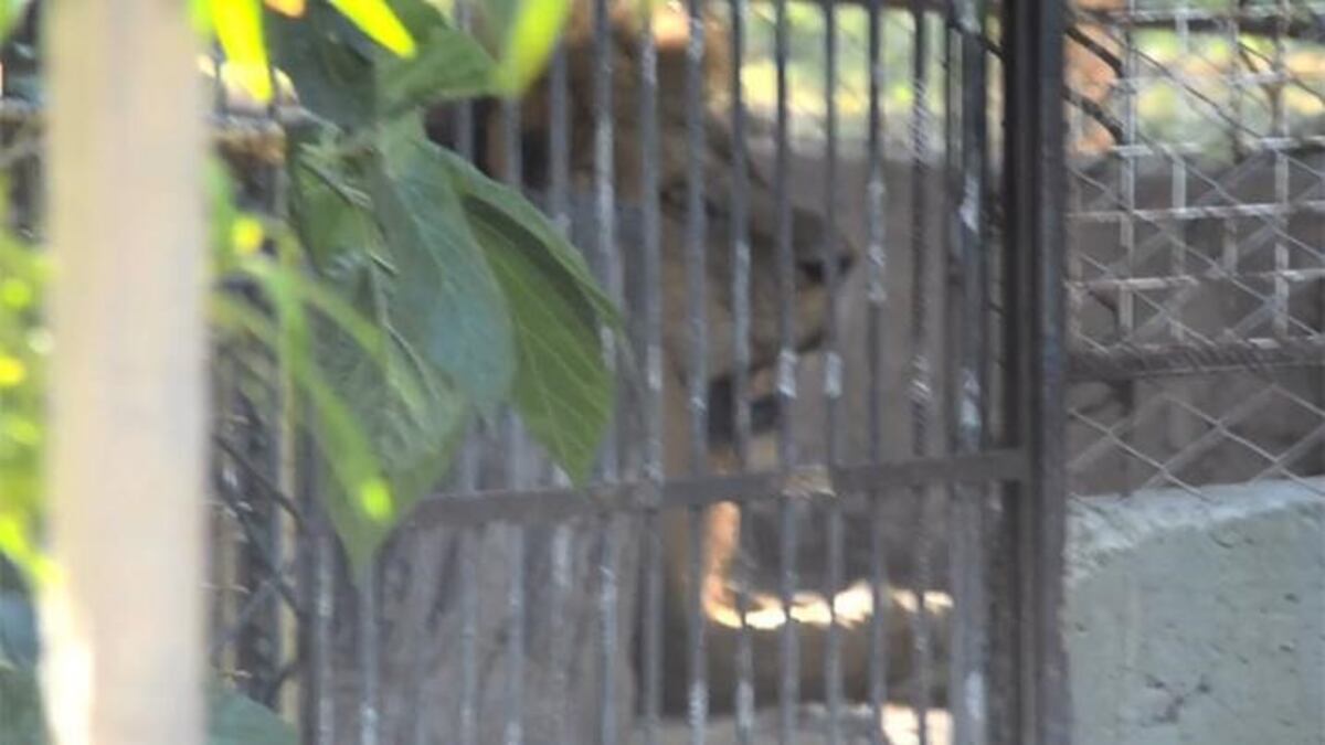 Piden el rescate de los animales y su traslado a su hábitat natural\u002E