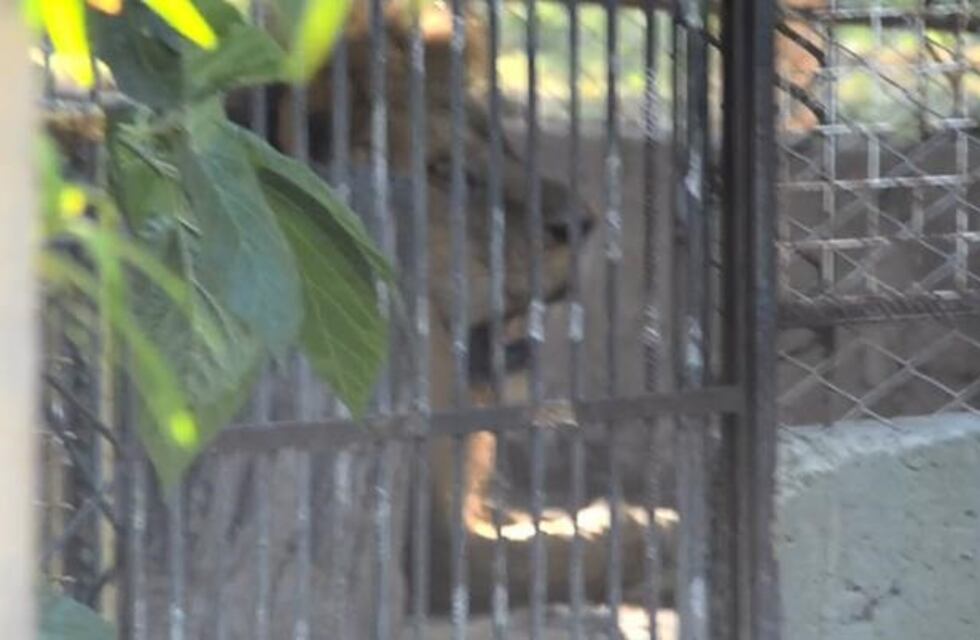 Continúa la polémica por los leones en Santiago: "Estos animales no tienen una buena calidad de vida", afirmó un veterinario