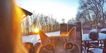 Manny, el gato furor en las redes sociales que tiene más de 500 mil seguidores\u002E