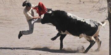 Un torero puneño intenta arrebatarle la vincha al toro en la festividad de CAsabindo