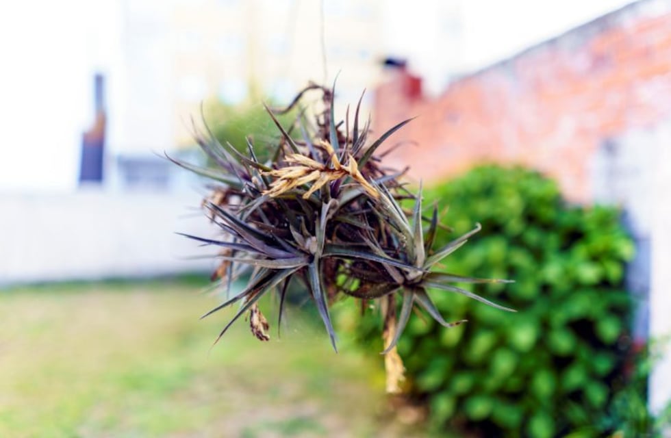 Clavel del aire, una planta con mala fama