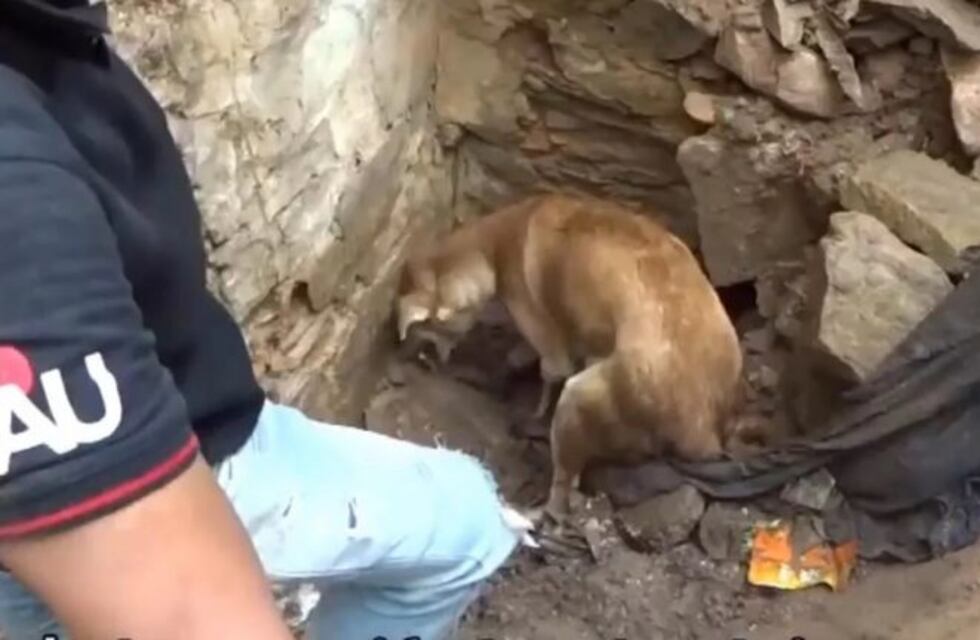 La angustia de una perra que intenta desesperadamente rescatar a sus cachorros de entre los escombros