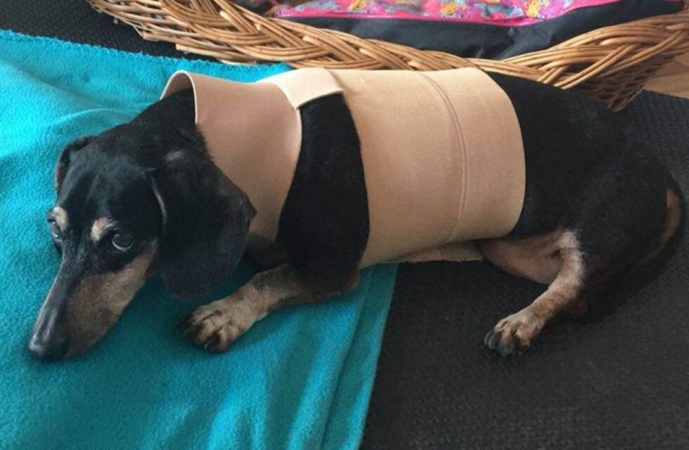 La historia de Mateo, el perrito de 17 años que quedó paralítico y volvió a caminar