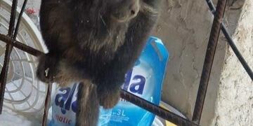 Así fue atrapado el famoso mono de La Plata\u002E