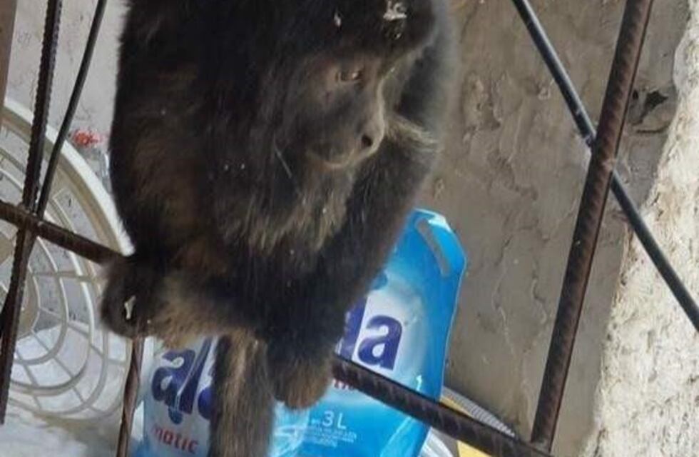 Video: Así fue atrapado el mono suelto de La Plata