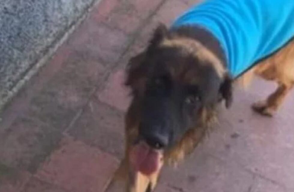 "Es casi un secuestro": chocaron a un perro y exigen la plata del arreglo para devolverlo