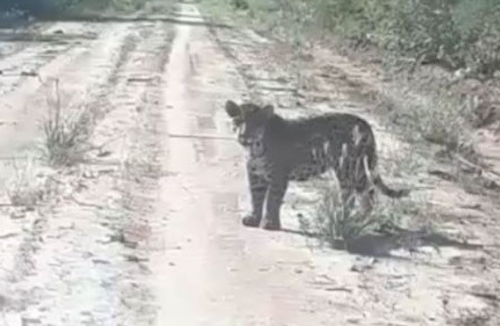 ¡Un Yaguareté en vivo y en directo!