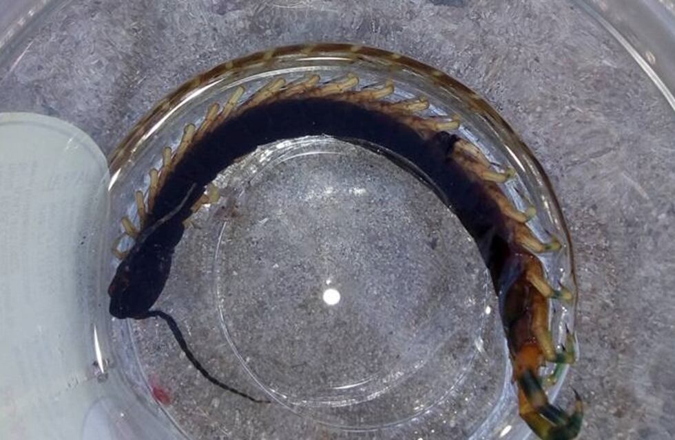 Alerta por la aparición de un ciempiés venenoso en la región