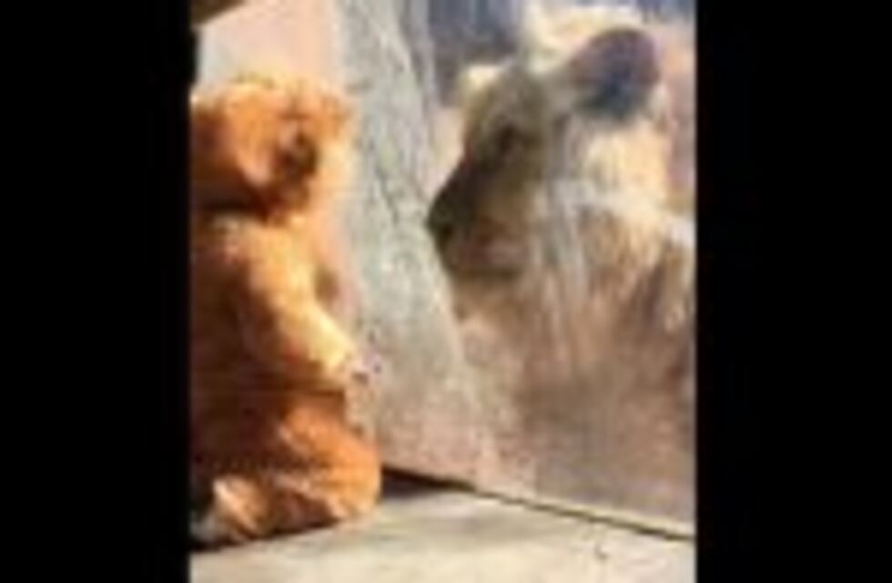 Esto es lo que pasa cuando juntás a un bebé disfrazado de león con un león de verdad