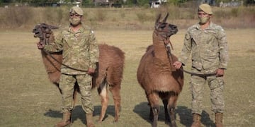 El Gobierno de Jujuy donó animales de carga al Ejército\u002E