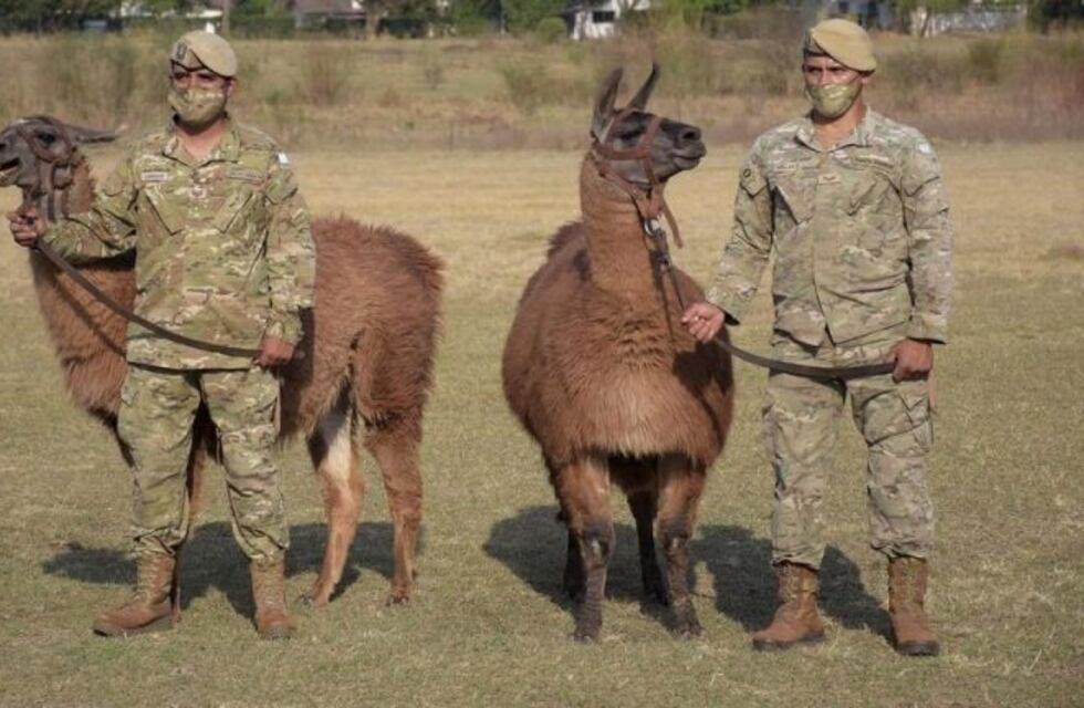 Inusitada popularidad de una recua de llamas donada al Ejército