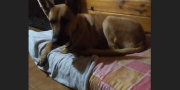 Mascota en adopción