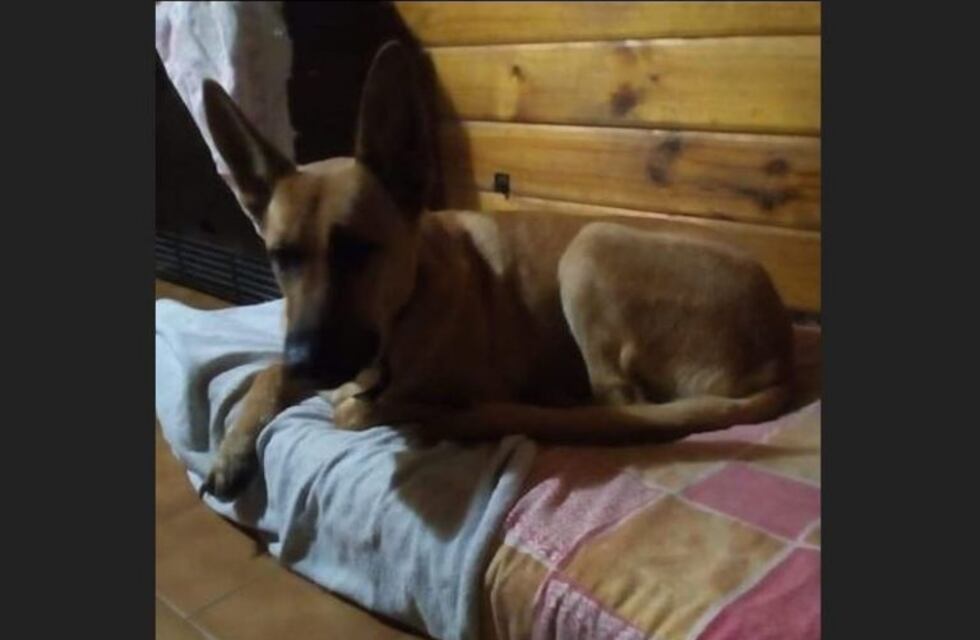 En adopción: Sofi busca una familia que le abra las puertas de su hogar