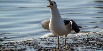 La Gran Gaviota de Espalda Negra o Larus Atlanticus (Foto: imagen ilustrativa/web)