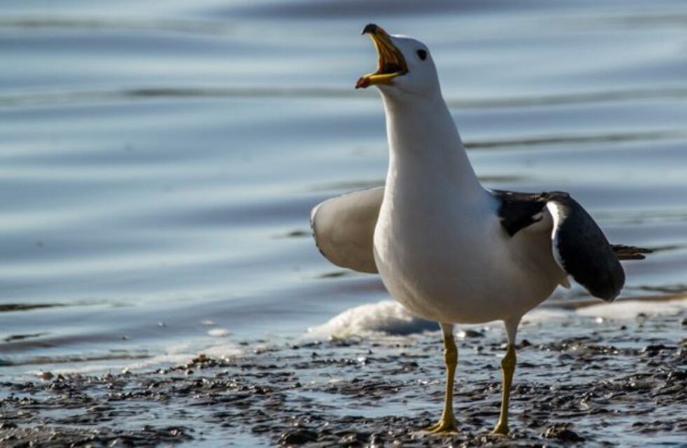 El impresionante video de la gaviota que se traga a un conejo de un solo bocado