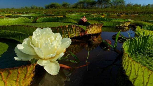 El Parque Nacional Islas del Paraná todavía no está abierto a los visitantes\u002E (Archivo)