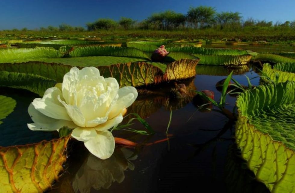 El único parque nacional en Santa Fe cumple 10 años y se mantiene vedado a las visitas