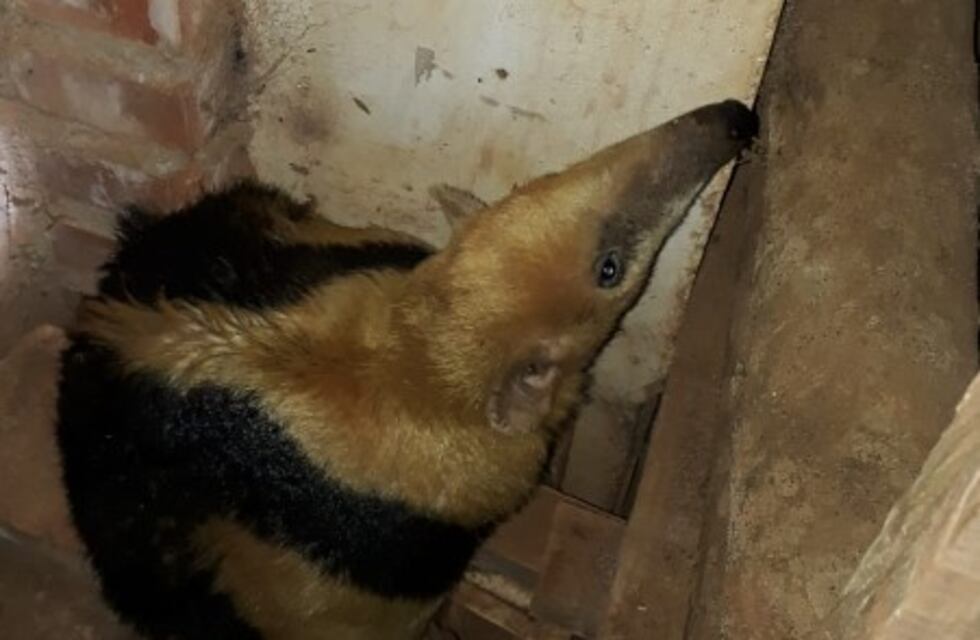 Una familia de San Vicente fue sorprendida con la visita de un oso hormiguero