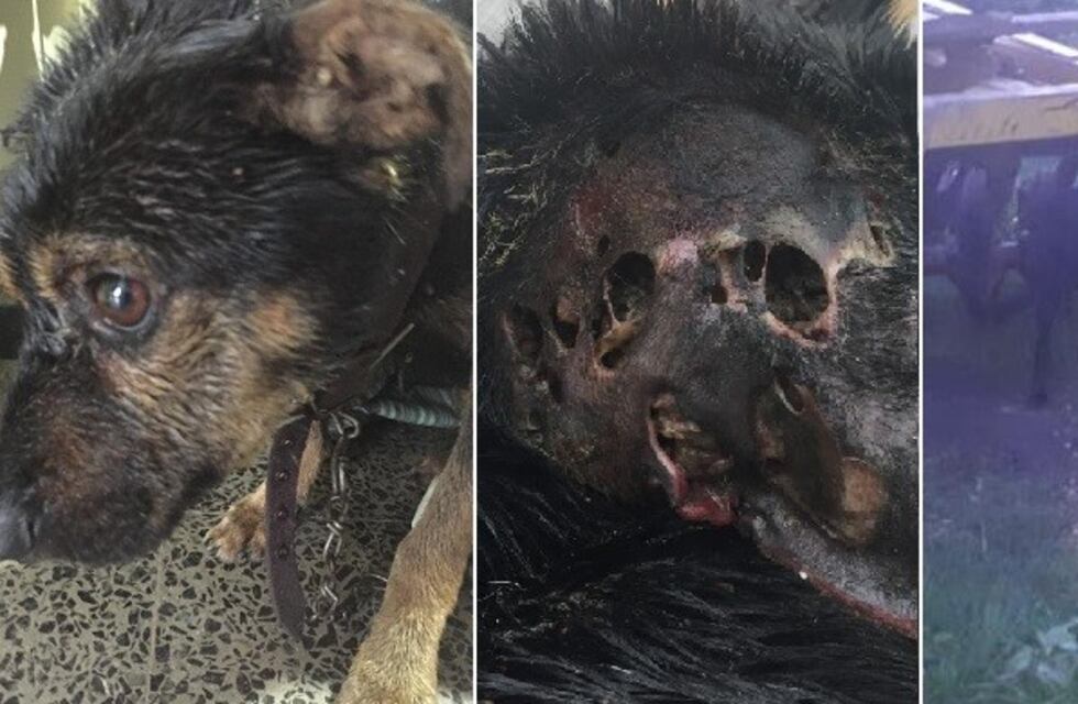 Conmoción por el estado de abandono de un perro rescatado que muere al ser atendido