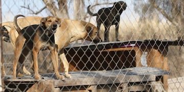Incendio refugio perros