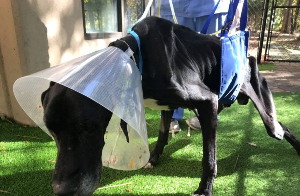 Un perro se comió su propia pata para no morir de hambre