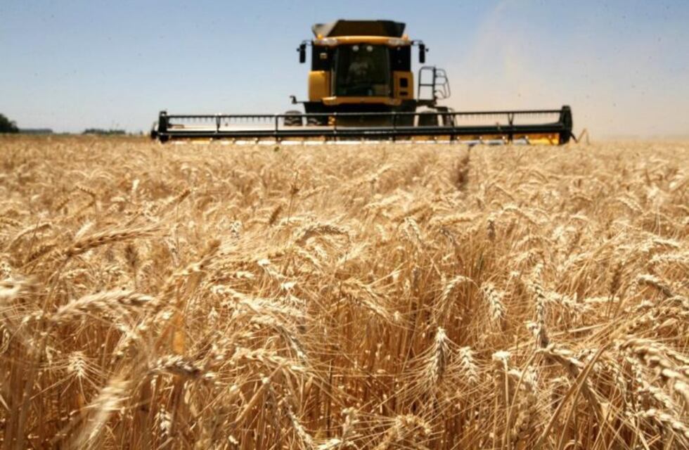 Sembrarán 390.000 hectáreas de trigo en Entre Ríos
