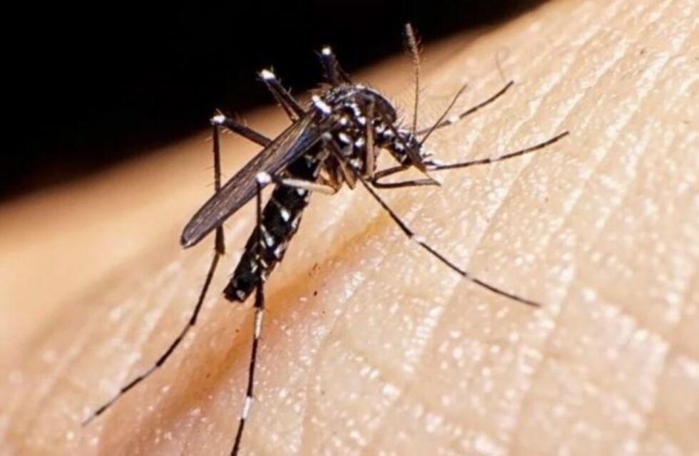 Prevención del dengue: Intensifican acciones de información y fumigación