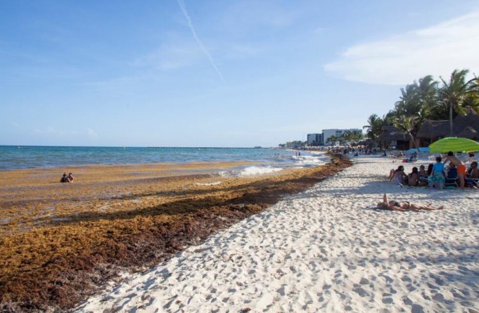El sargazo amenaza con instalarse en las playas mexicanas