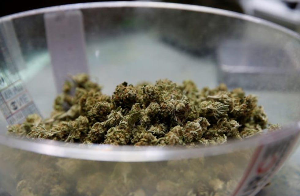 Aceite de cannabis: fue efectivo en el 80% de los casos en el primer ensayo de la Argentina