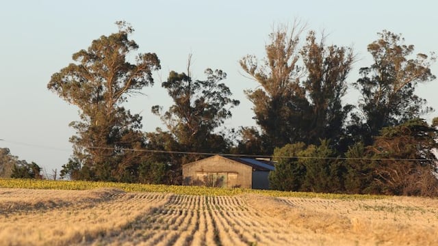 Soja a cosechar - Ramiro Bustinza - Miramar Argentina